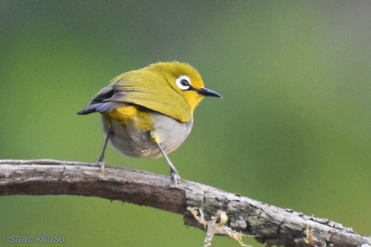 South Pare White-eye - ML626482608