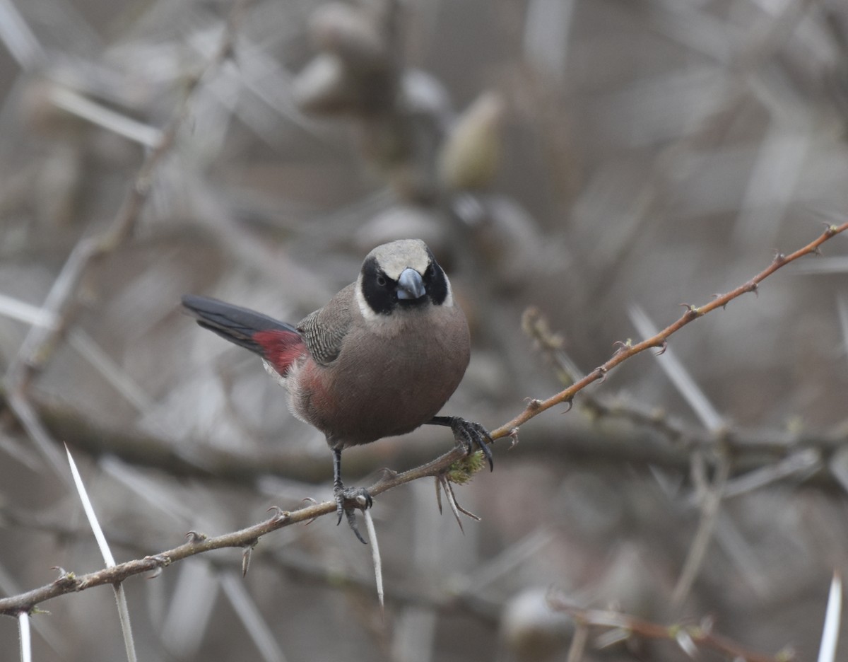 Black-faced Waxbill - ML626482805