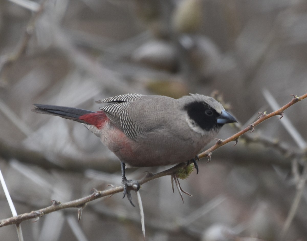 Black-faced Waxbill - ML626482806