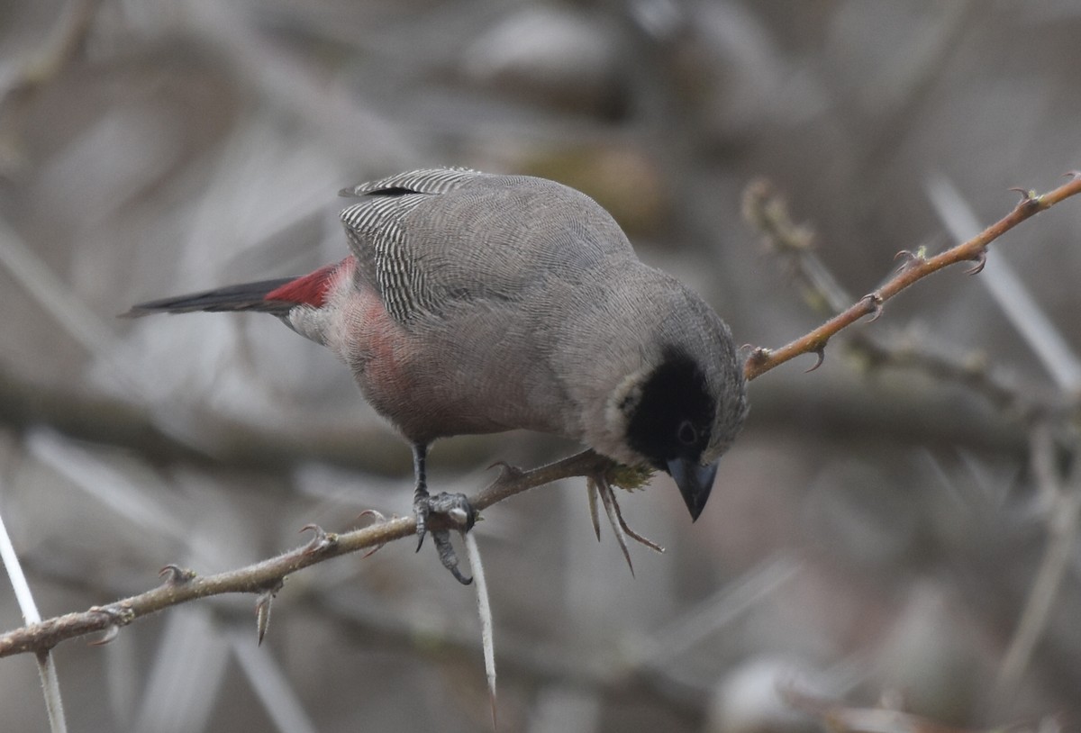 Black-faced Waxbill - ML626482807