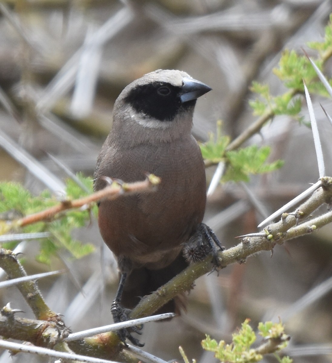 Black-faced Waxbill - ML626482808