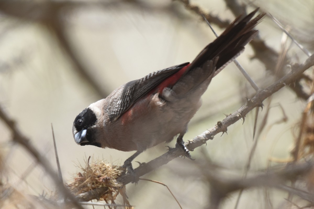 Black-faced Waxbill - ML626482809