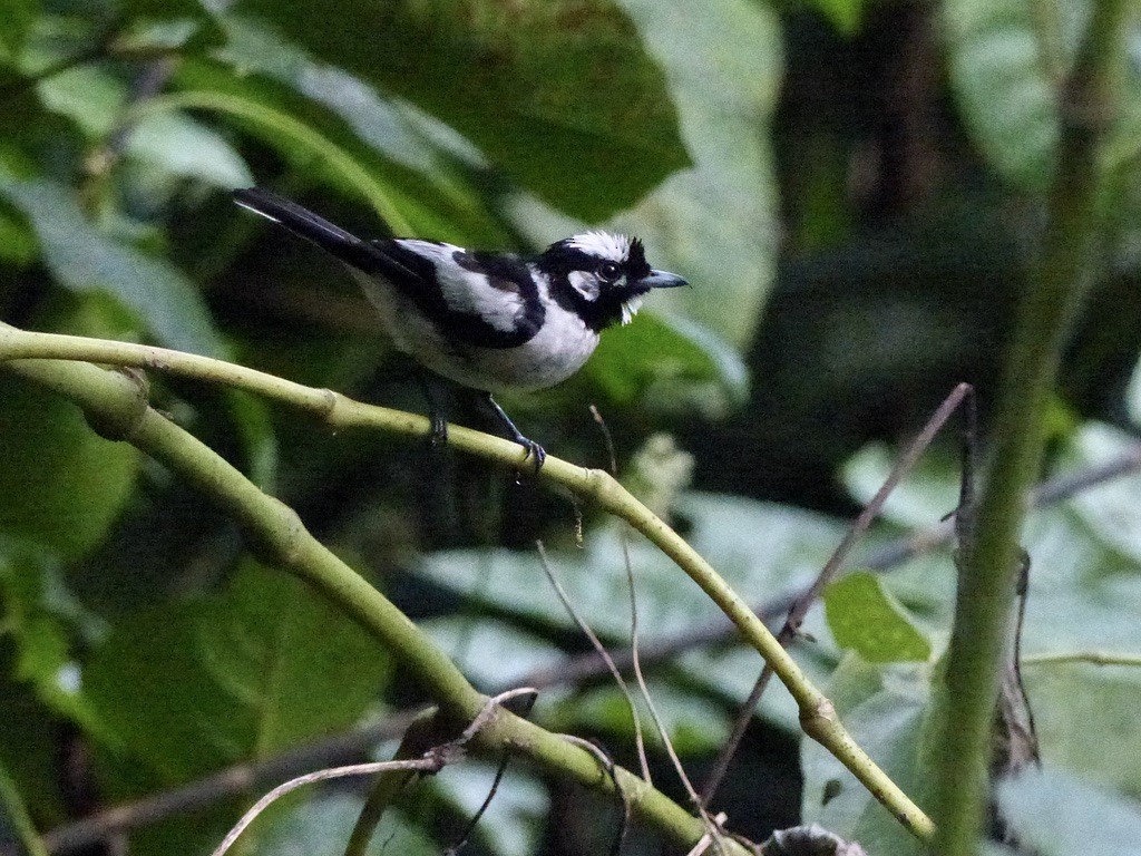 White-naped Monarch - ML626482861
