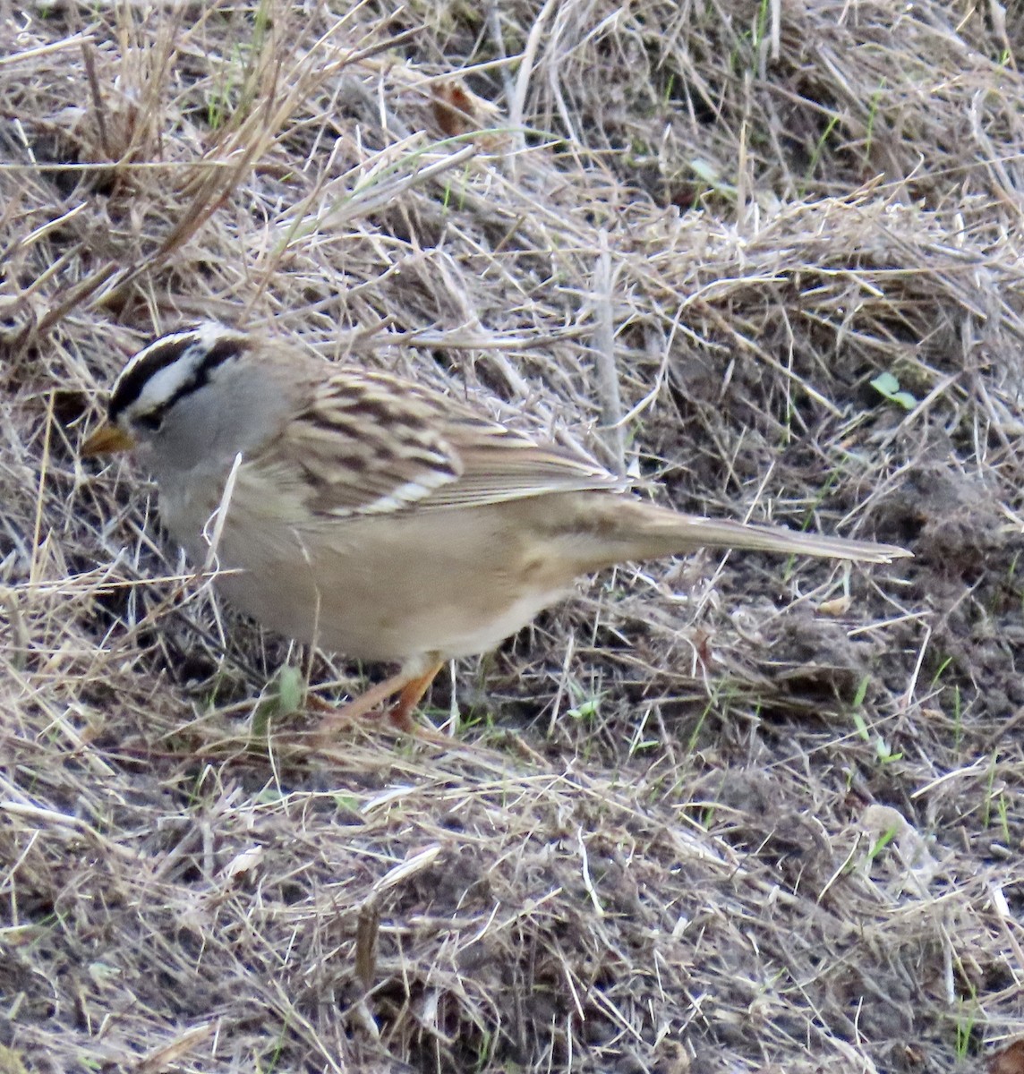 White-crowned Sparrow - ML626482945
