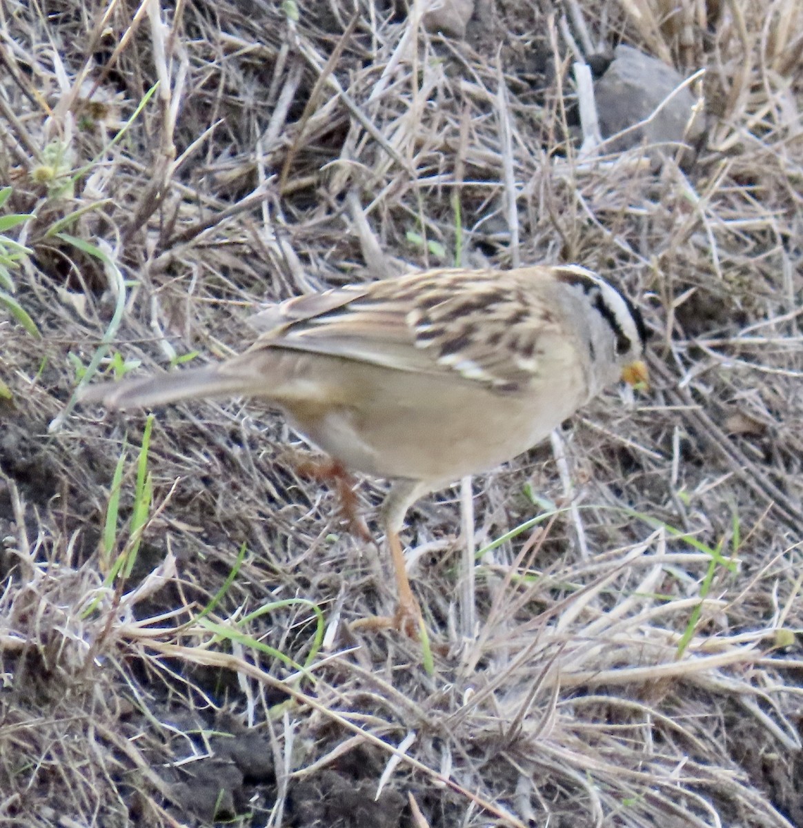 White-crowned Sparrow - ML626482946