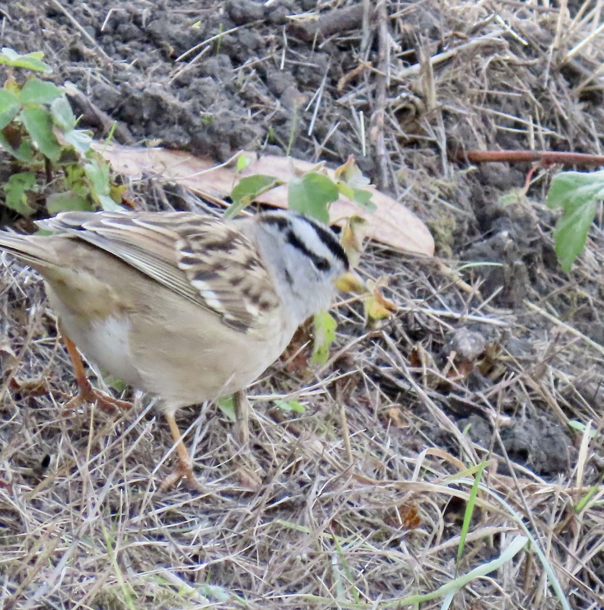 White-crowned Sparrow - ML626482947