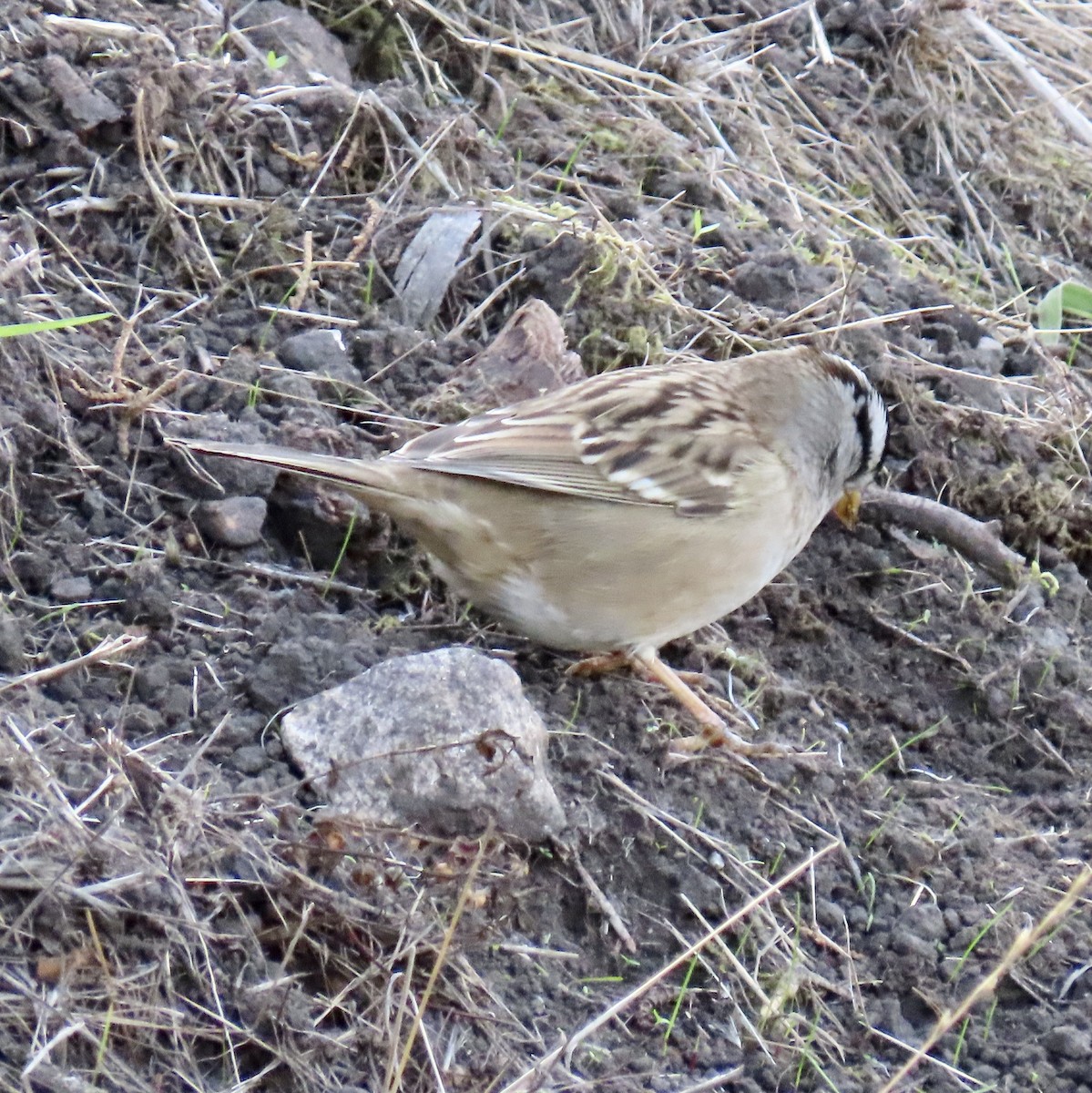 White-crowned Sparrow - ML626482948