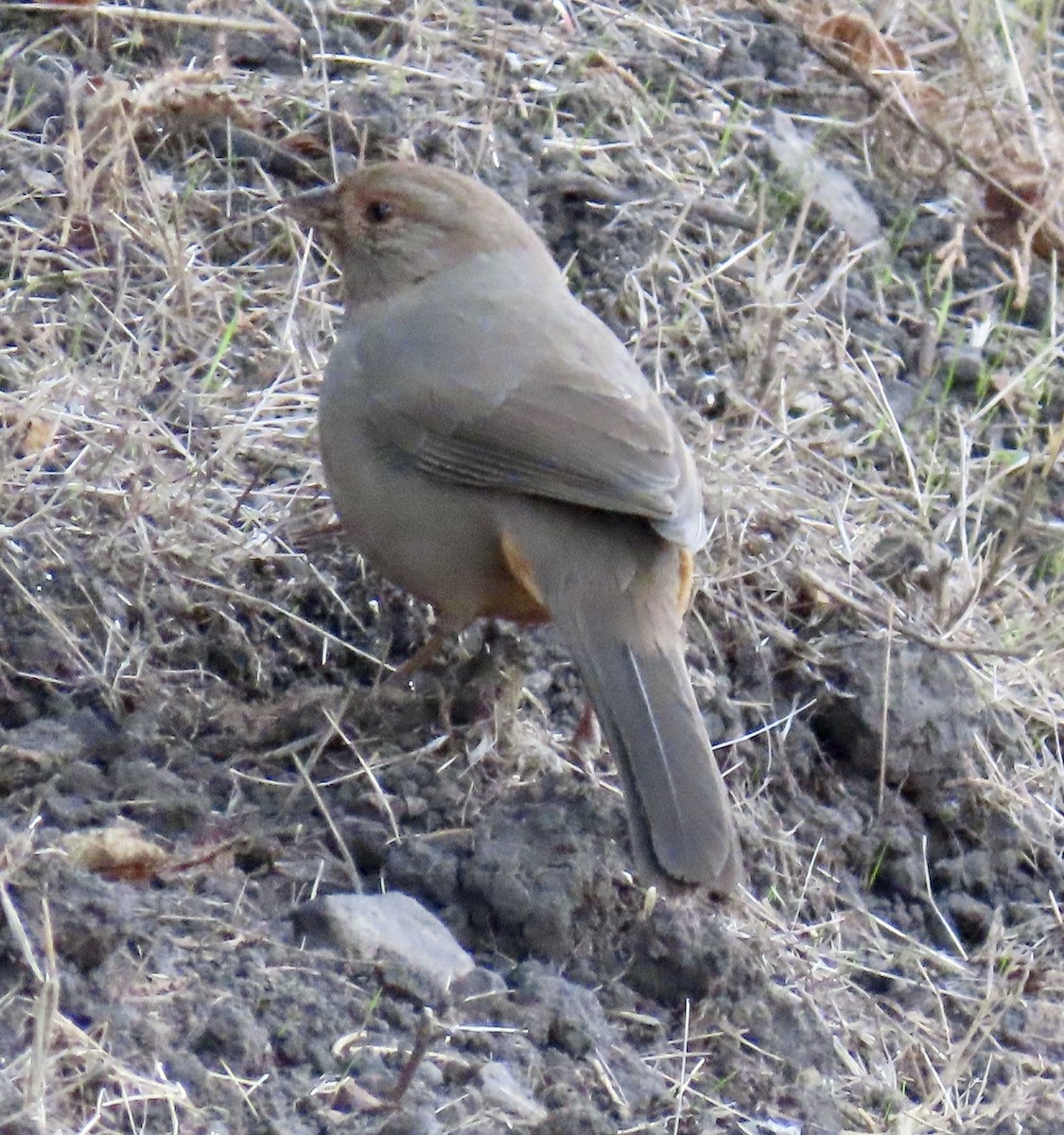 California Towhee - ML626482965