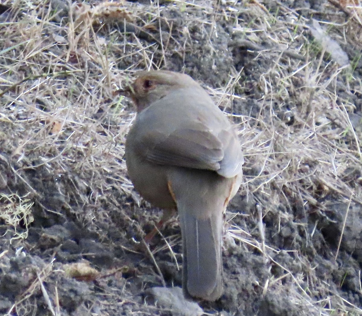 California Towhee - ML626482974