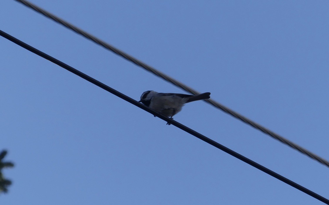 Mountain Chickadee - ML626483164