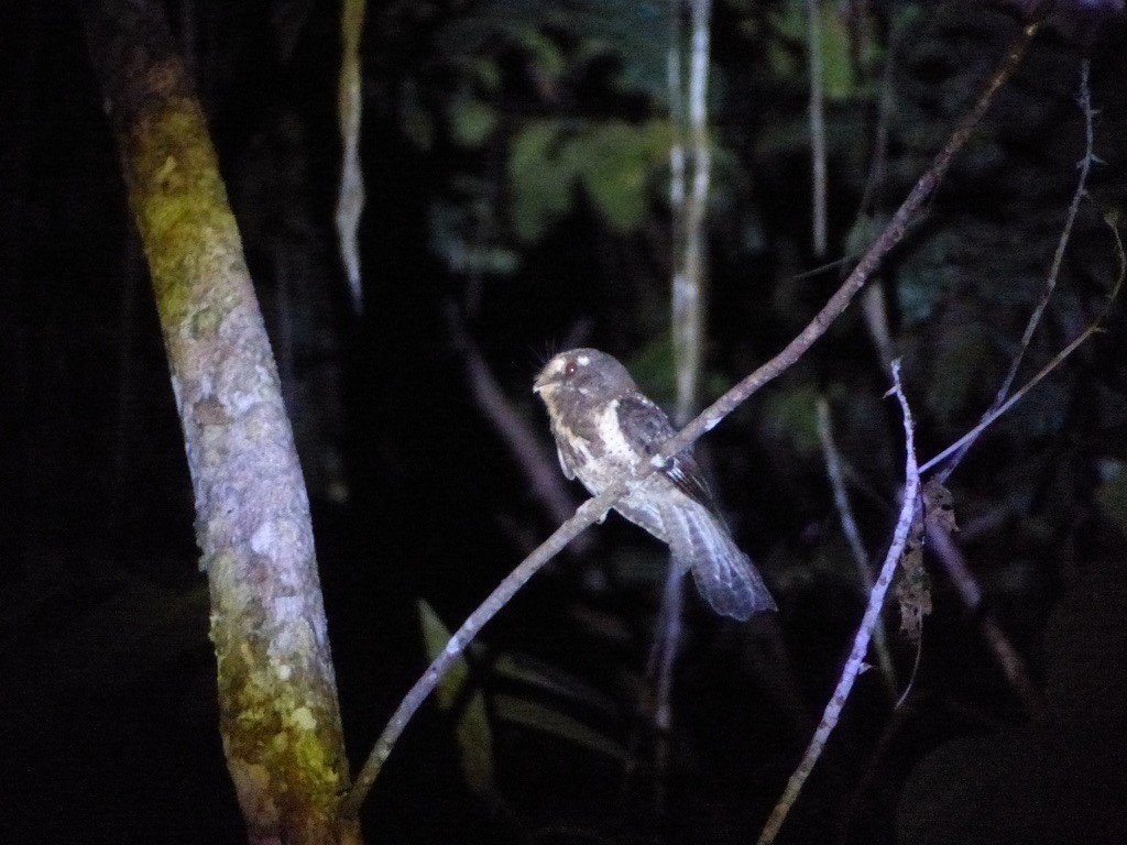 Moluccan Owlet-nightjar - ML626483199