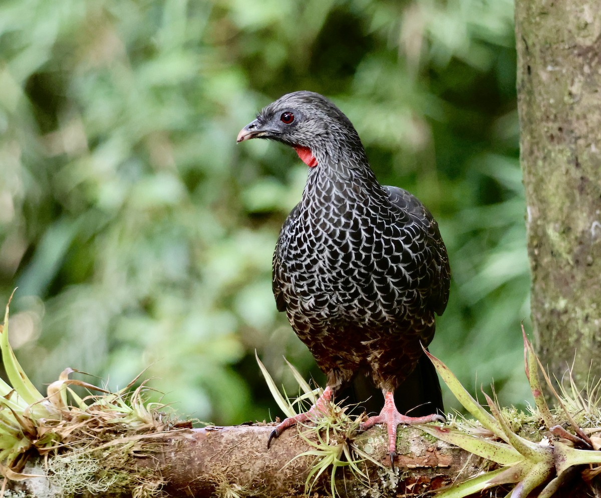 Andean Guan - ML626483216