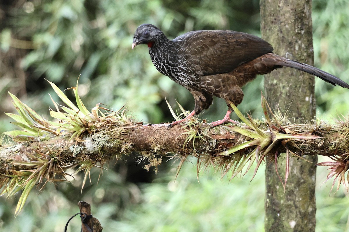 Andean Guan - ML626483220