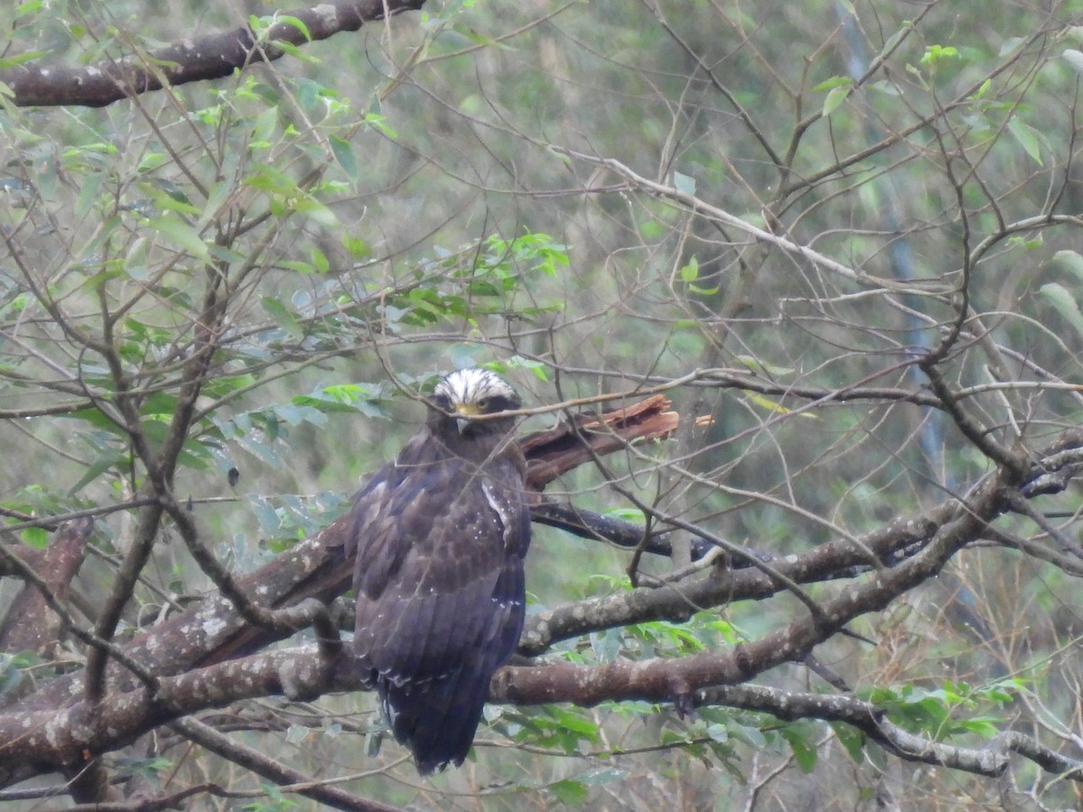 Crested Serpent-Eagle - ML626483305