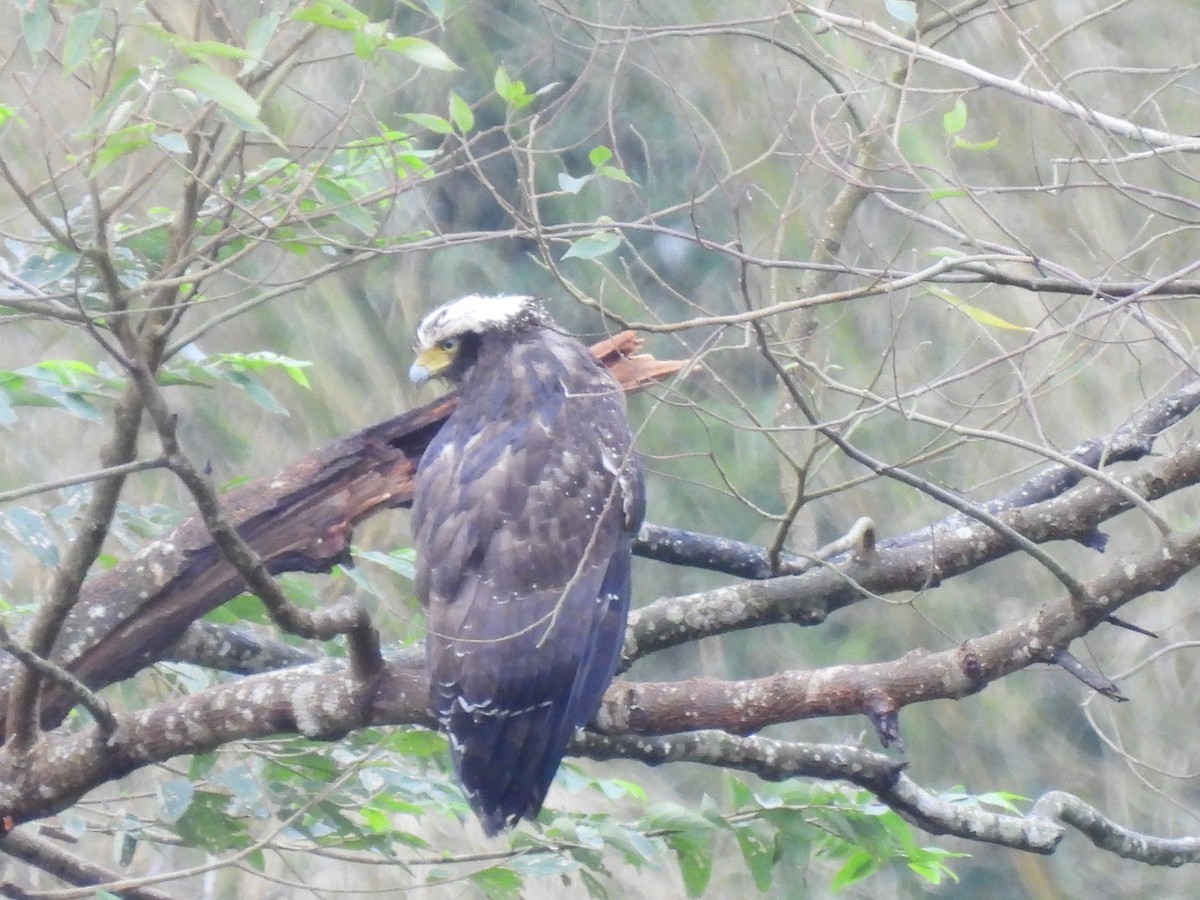 Crested Serpent-Eagle - ML626483306