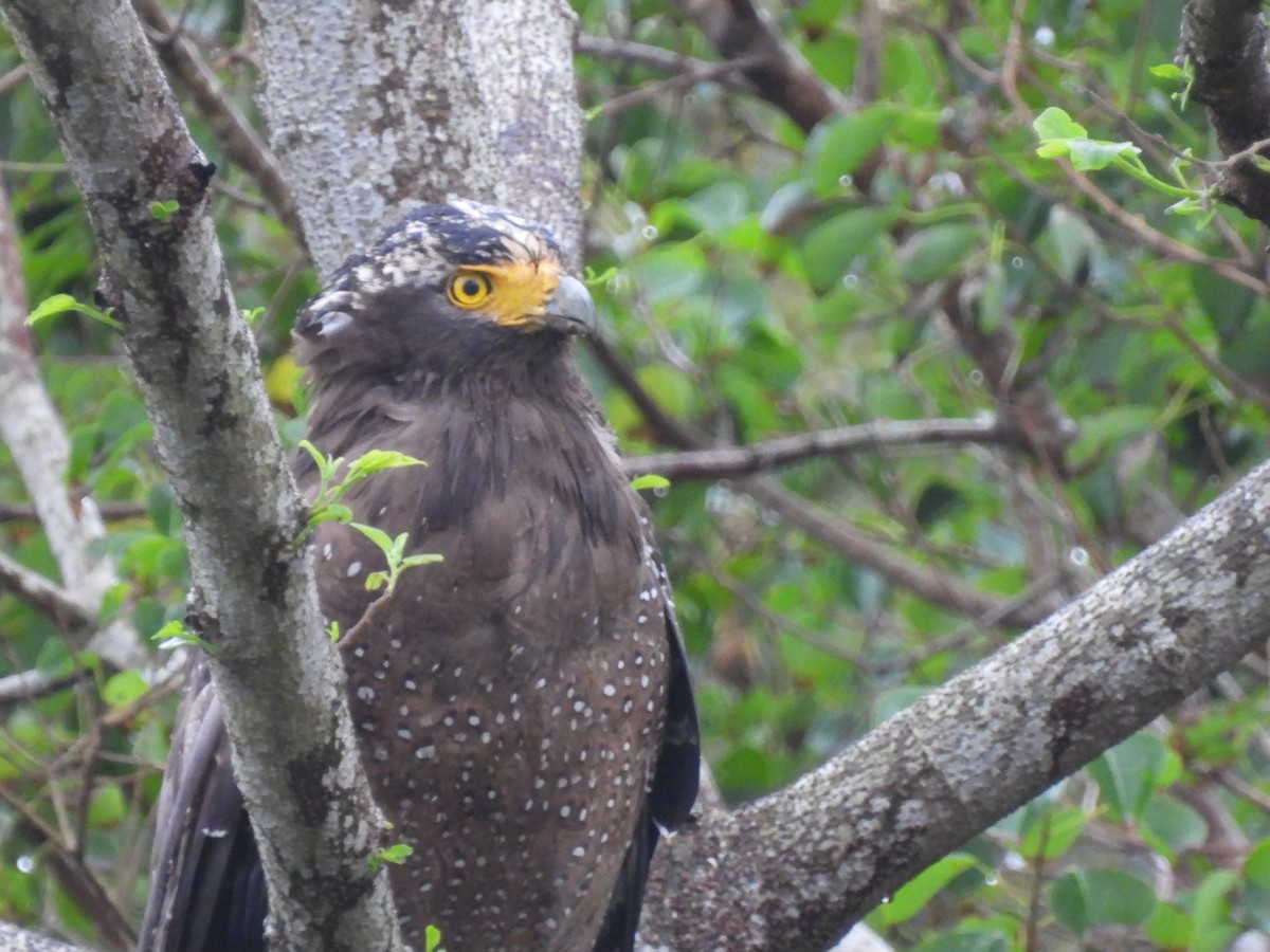 Crested Serpent-Eagle - ML626483323