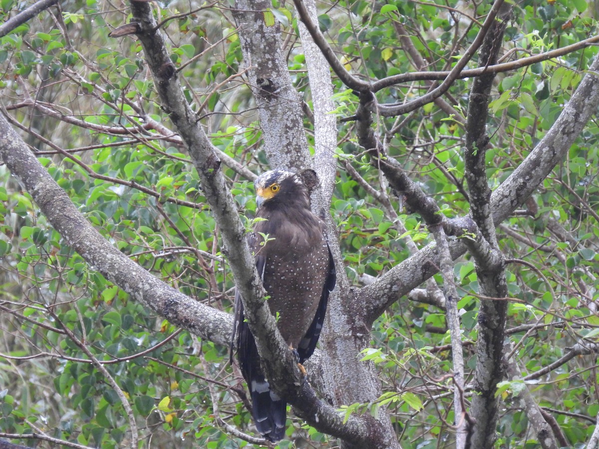 Crested Serpent-Eagle - ML626483324