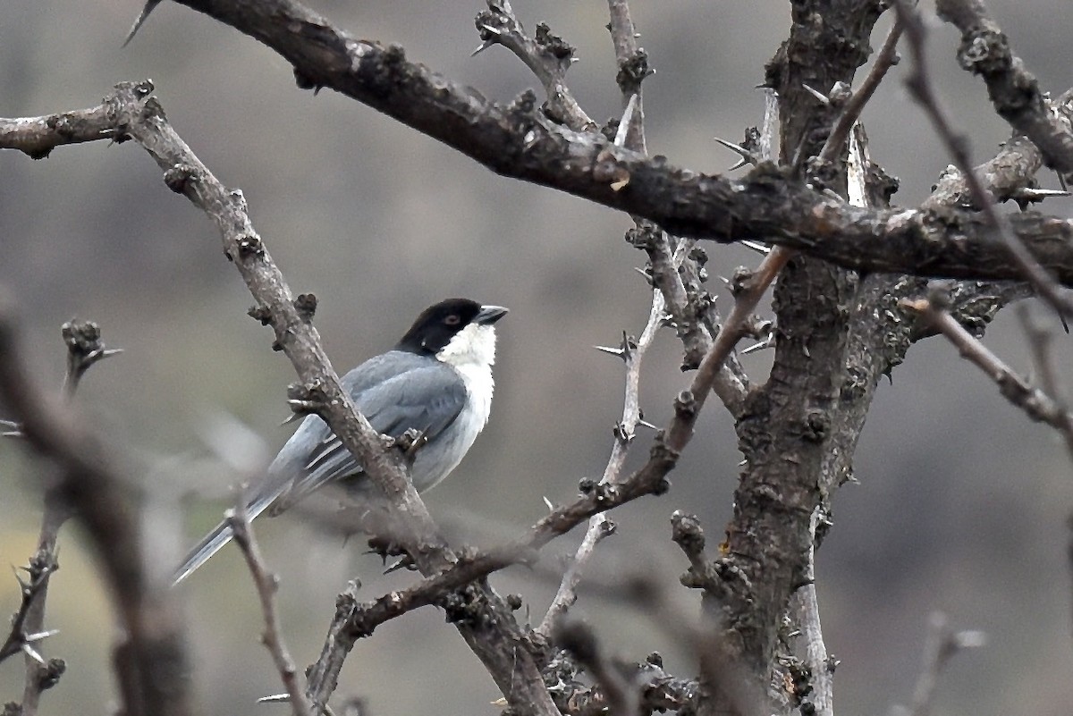 Black-capped Warbling Finch - ML626483483