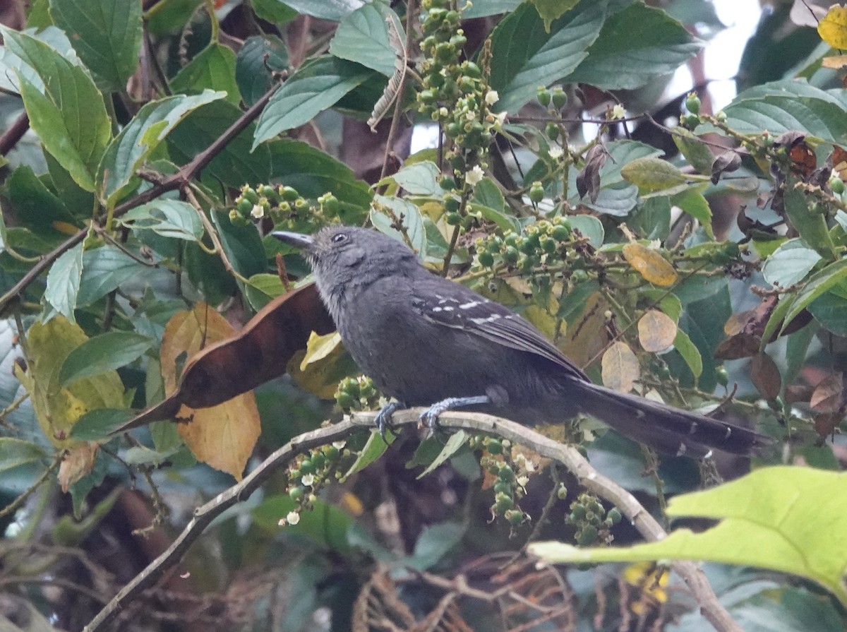 Rio de Janeiro Antbird - ML626483548