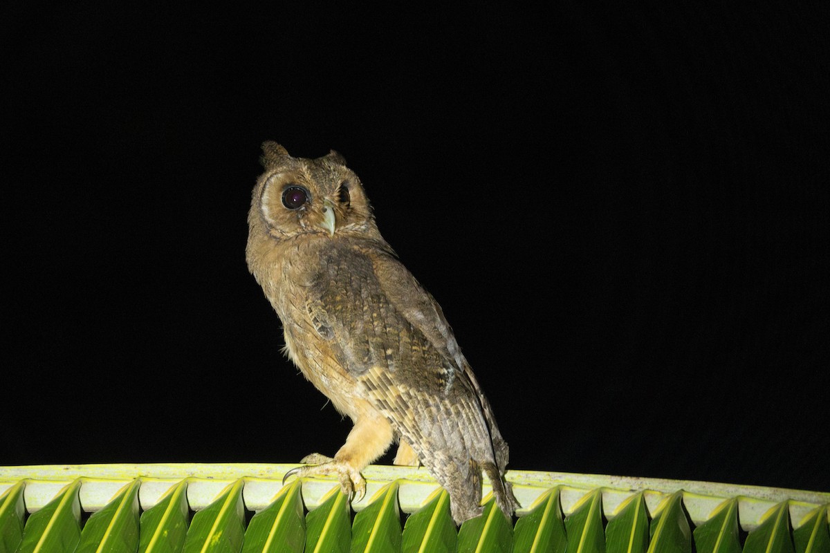 Jamaican Owl - ML626483552