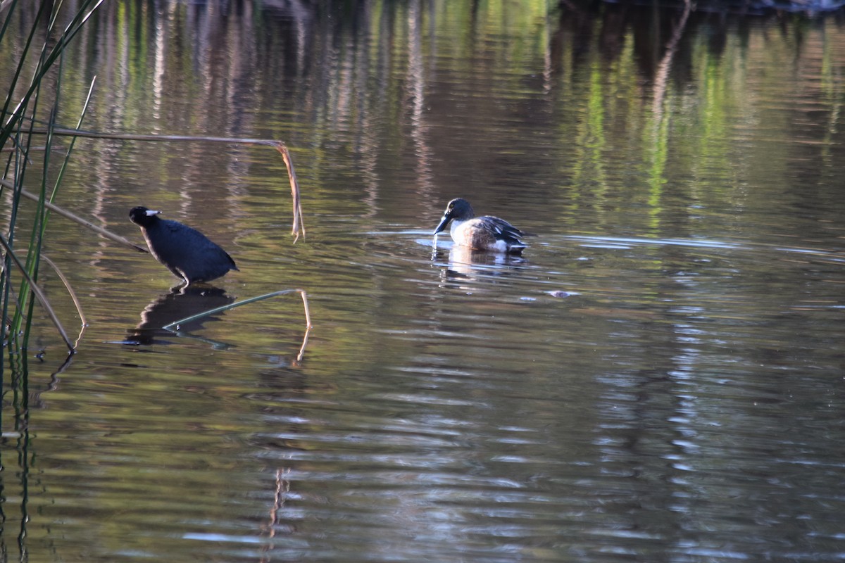 Northern Shoveler - ML626483606
