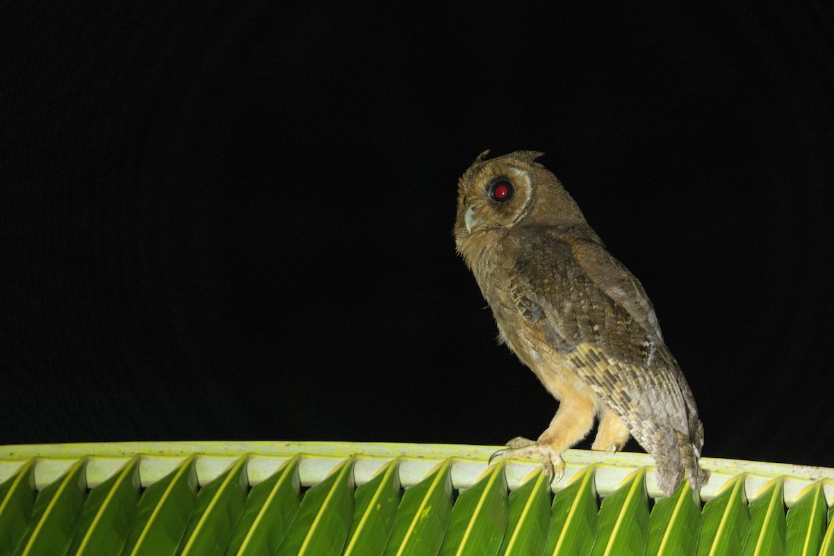 Jamaican Owl - ML626483618