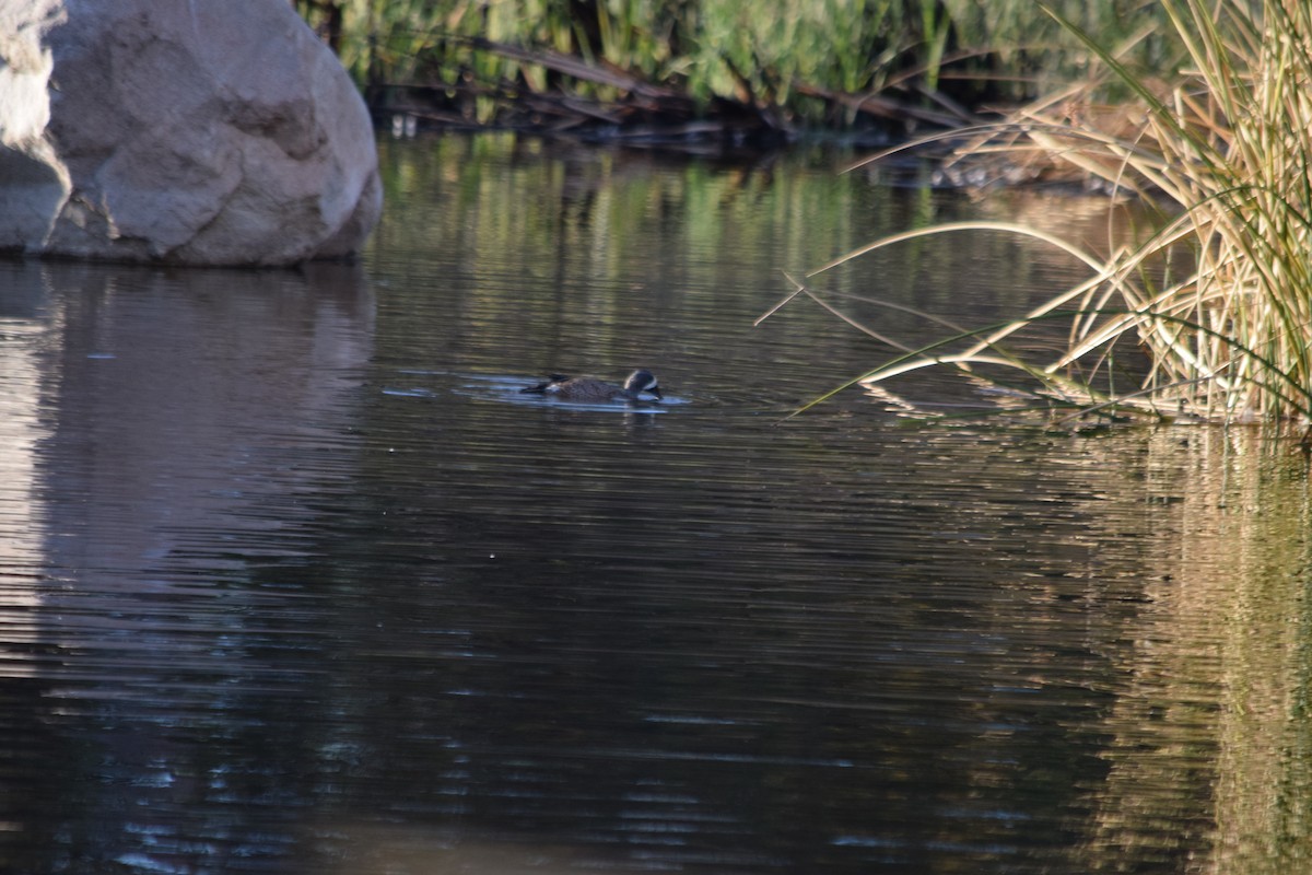 Blue-winged Teal - ML626483696
