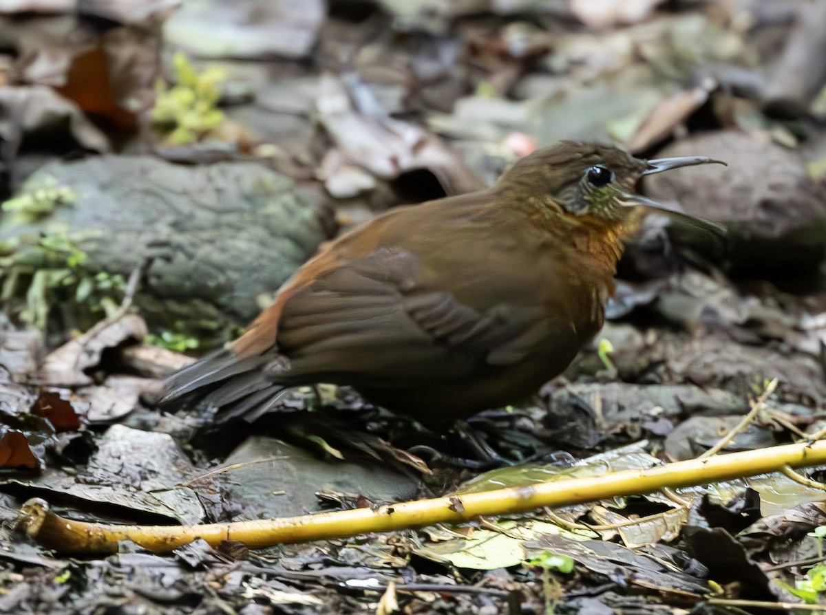 Middle American Leaftosser - ML626483724