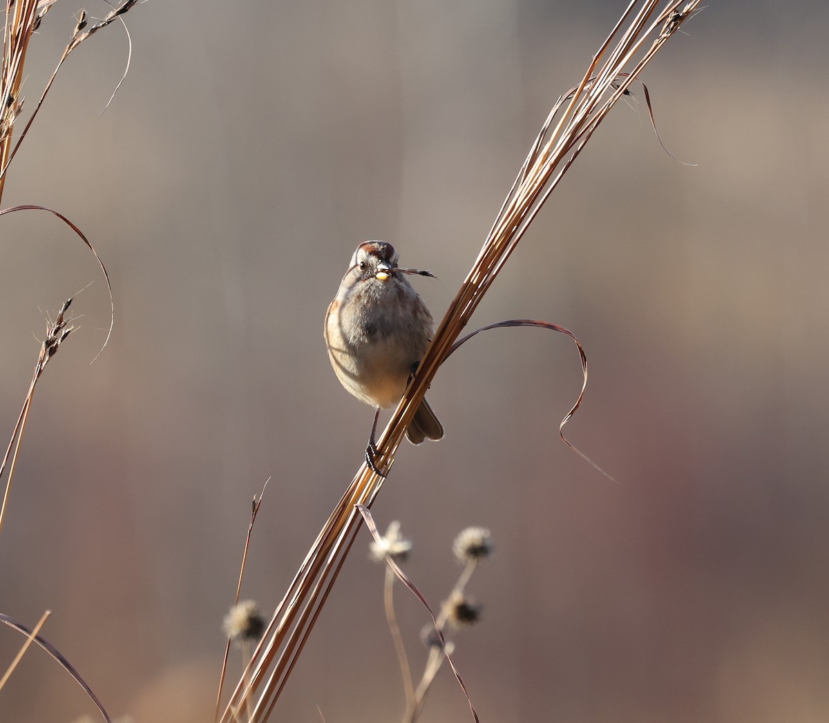 American Tree Sparrow - ML626483782