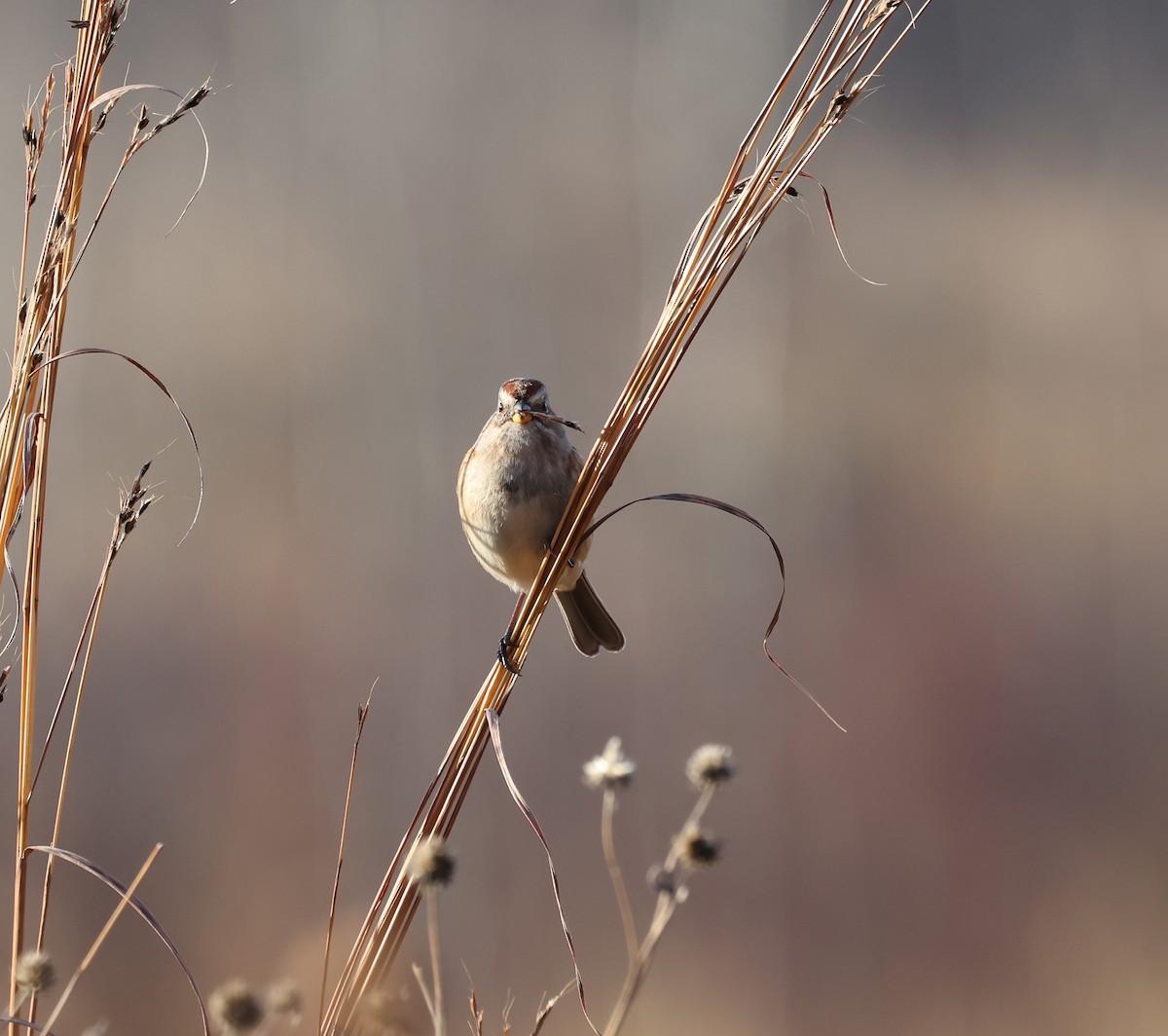 American Tree Sparrow - ML626483783