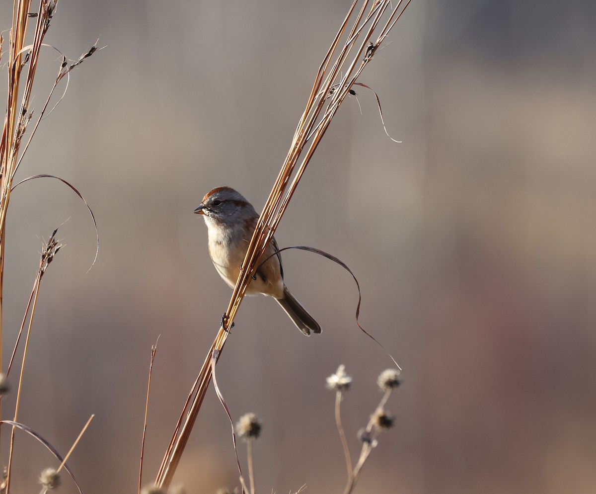 American Tree Sparrow - ML626483784