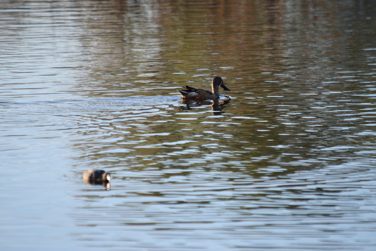 Northern Shoveler - ML626483842