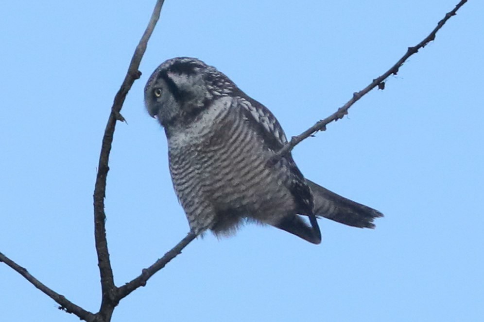 Northern Hawk Owl - ML626483848