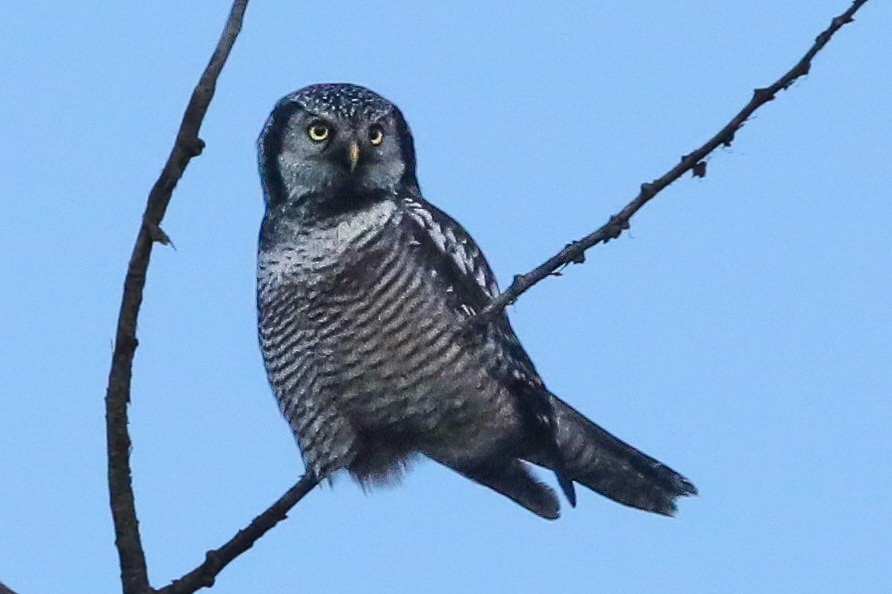 Northern Hawk Owl - ML626483849