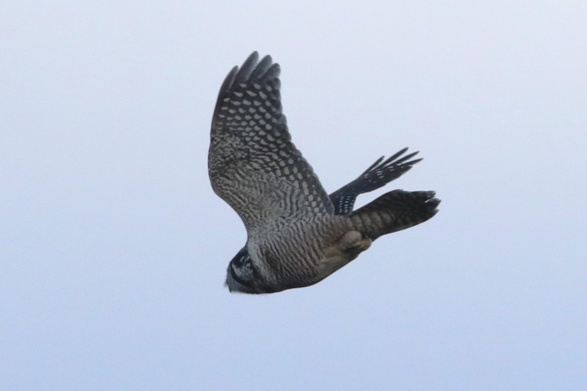 Northern Hawk Owl - ML626483850