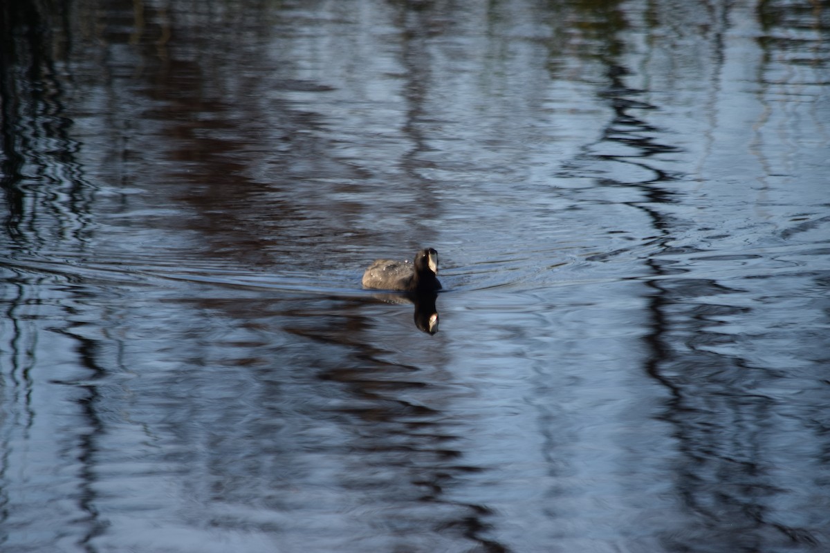 American Coot - ML626483878