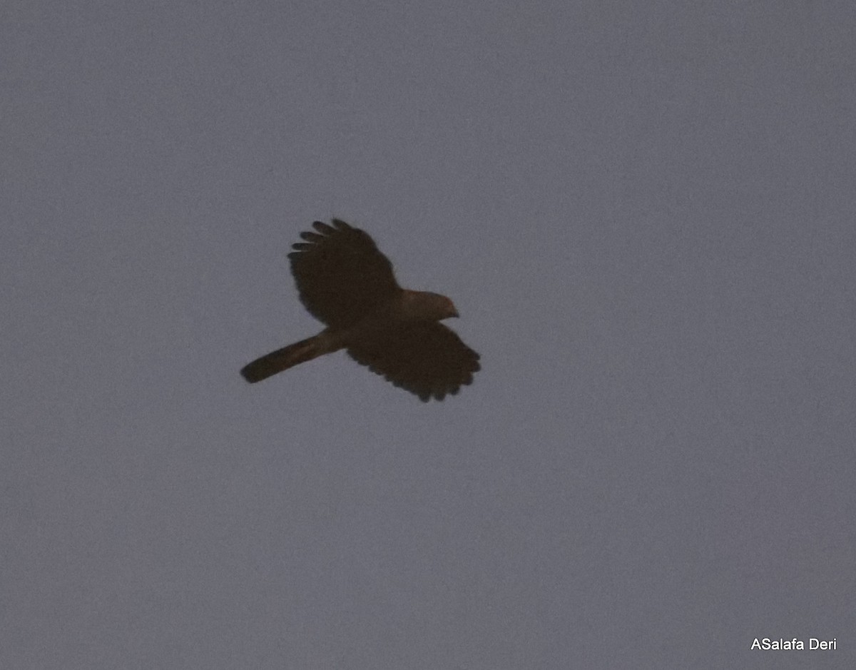 African Goshawk (Banded) - ML626483882