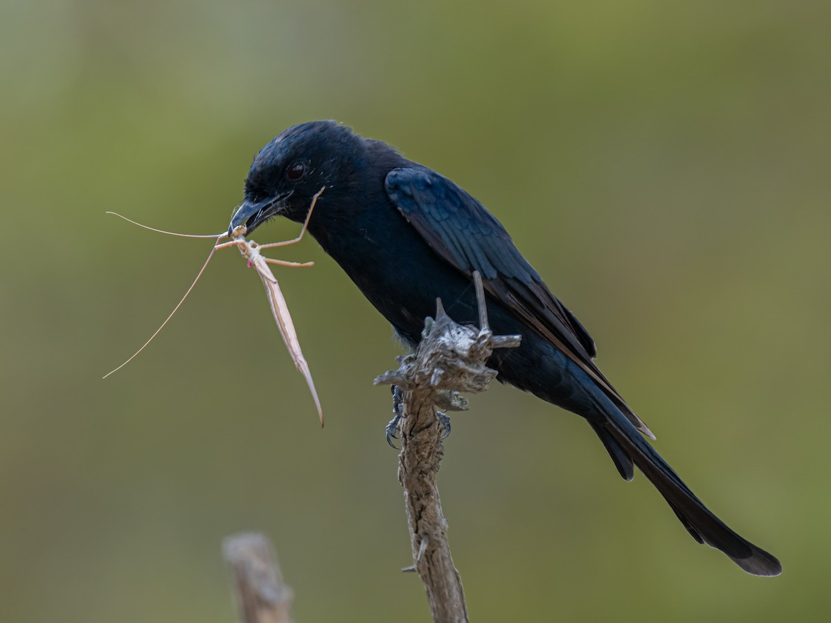 Square-tailed Drongo - ML626483883