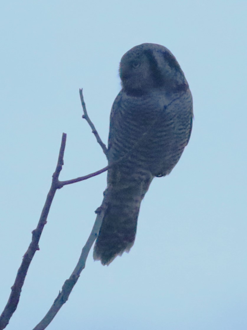 Northern Hawk Owl - ML626483888