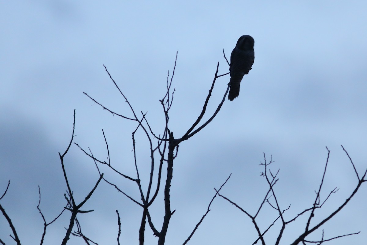 Northern Hawk Owl - ML626483889