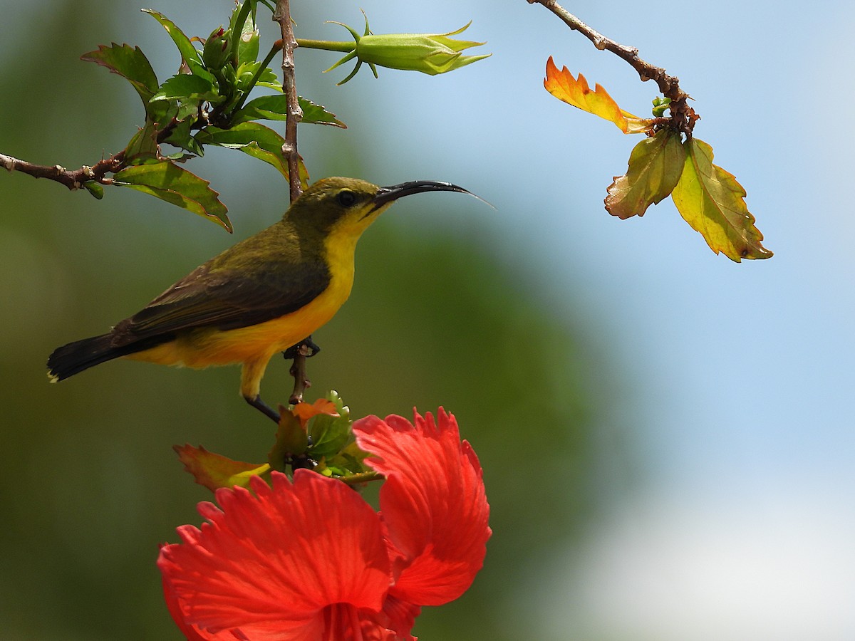 Sahul Sunbird - ML626483906