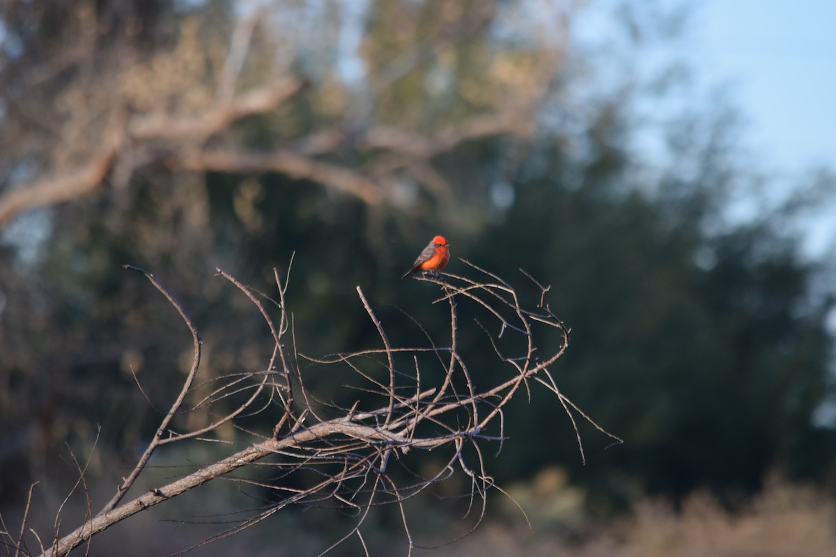 Vermilion Flycatcher - ML626483937