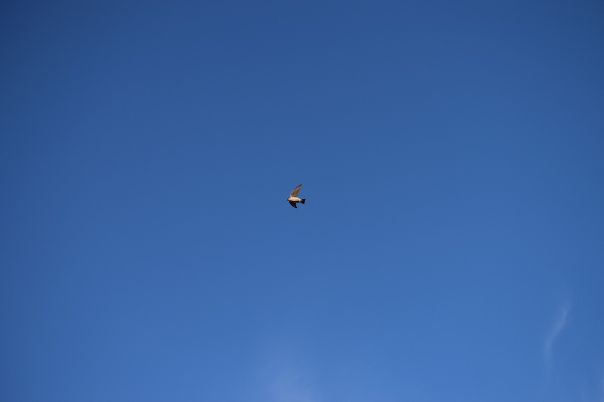 Northern Rough-winged Swallow - ML626484028