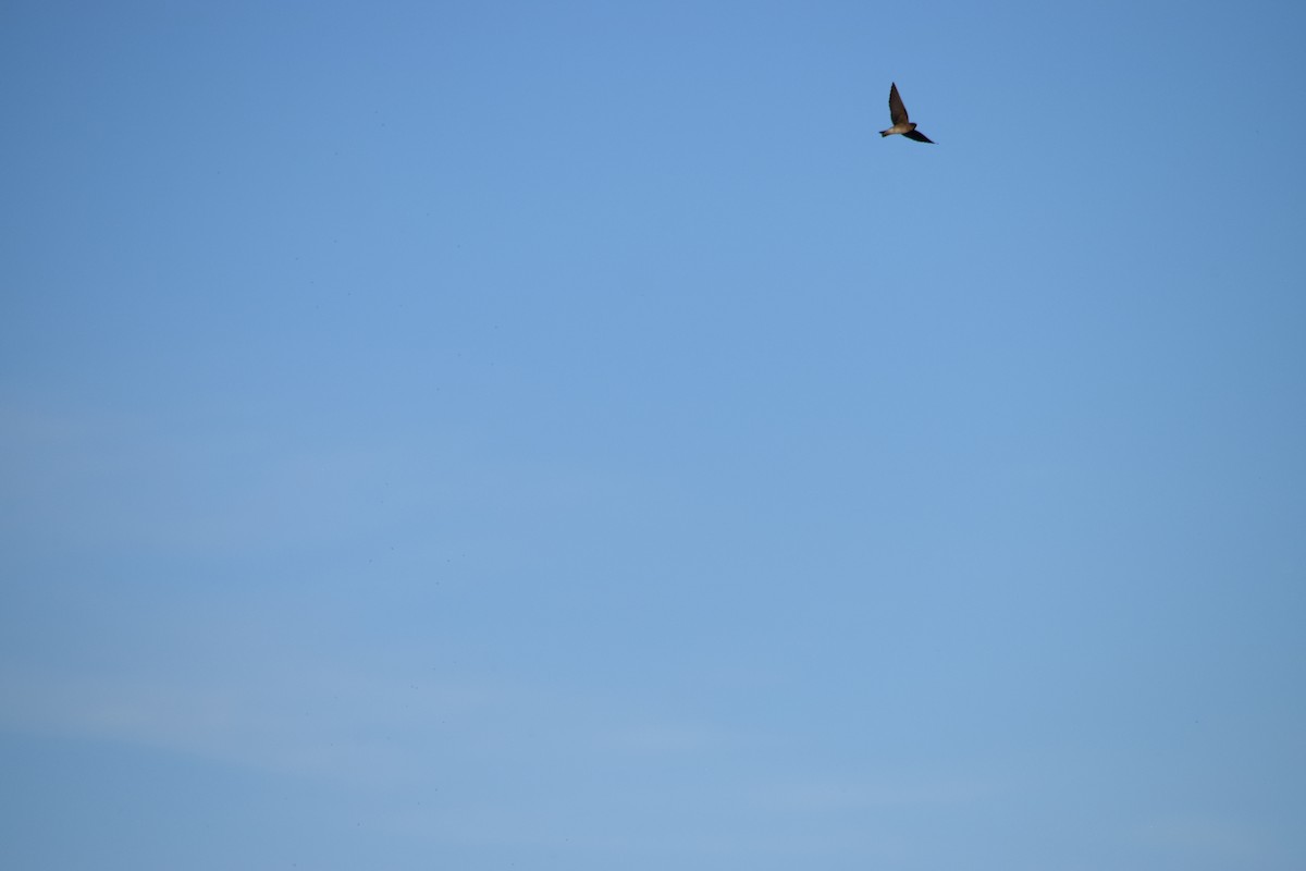 Northern Rough-winged Swallow - ML626484055