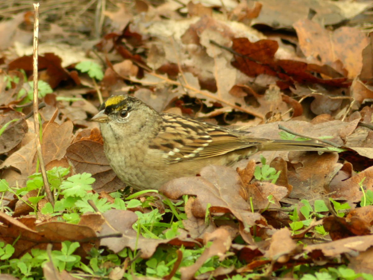 Bruant à couronne dorée - ML626484074