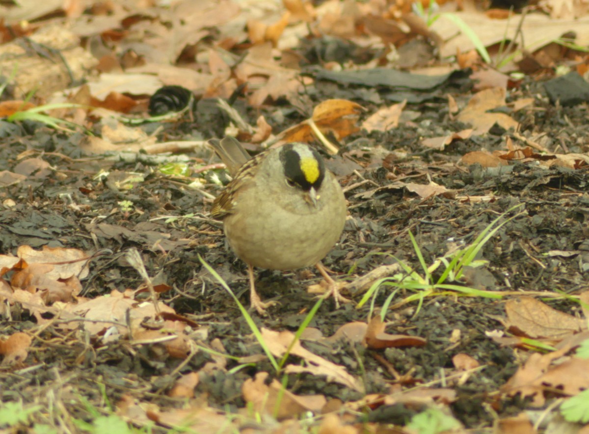 Bruant à couronne dorée - ML626484086