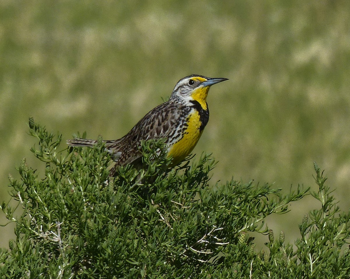 Western Meadowlark - ML626484169