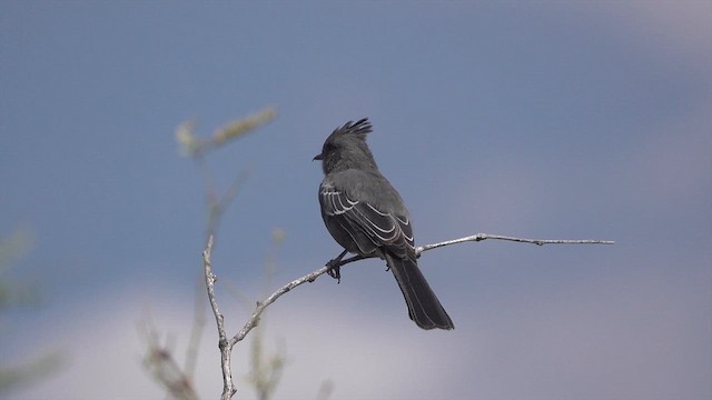 Phainopepla - ML626484254