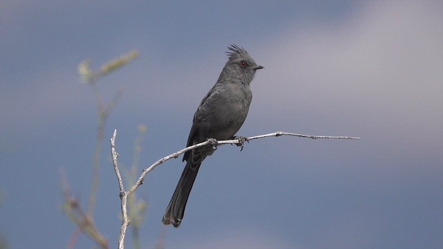 Phainopepla - ML626484257