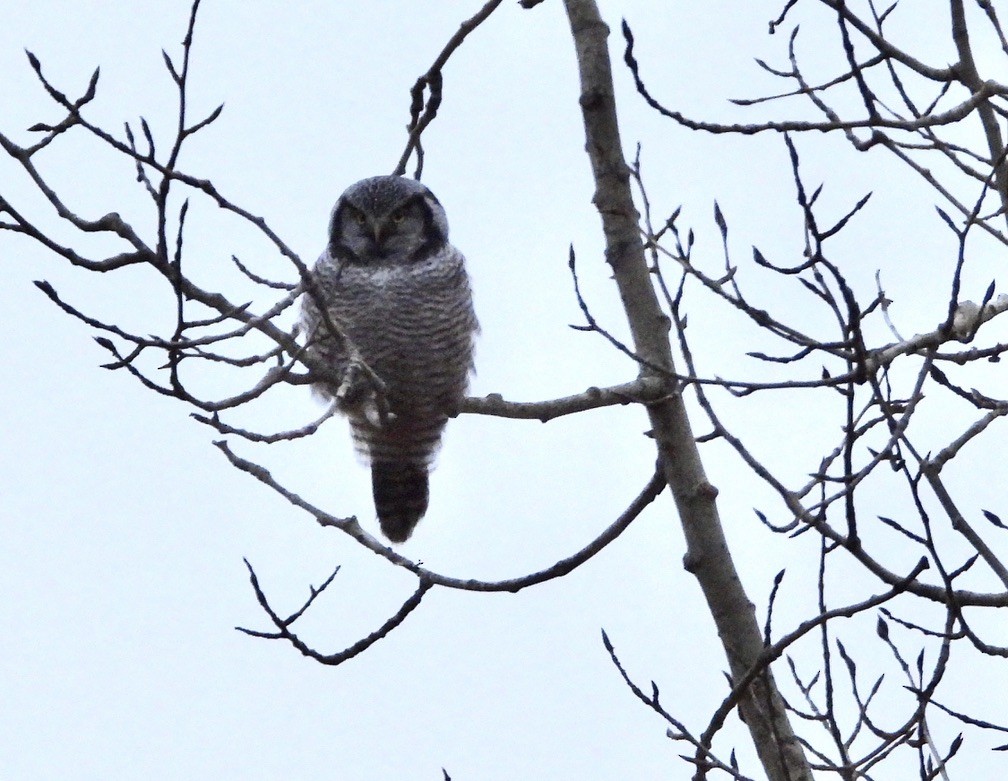 Northern Hawk Owl - ML626484367